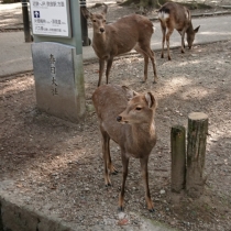 奈良は鹿だけではありません。